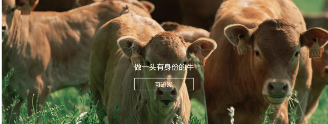 WQT.COM玩球通参与制定《牛肉追溯技术规程》国家标准 助力牛肉产品“从产地到餐桌”追溯管理上行快车道